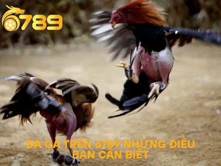 Đá gà cựa dao